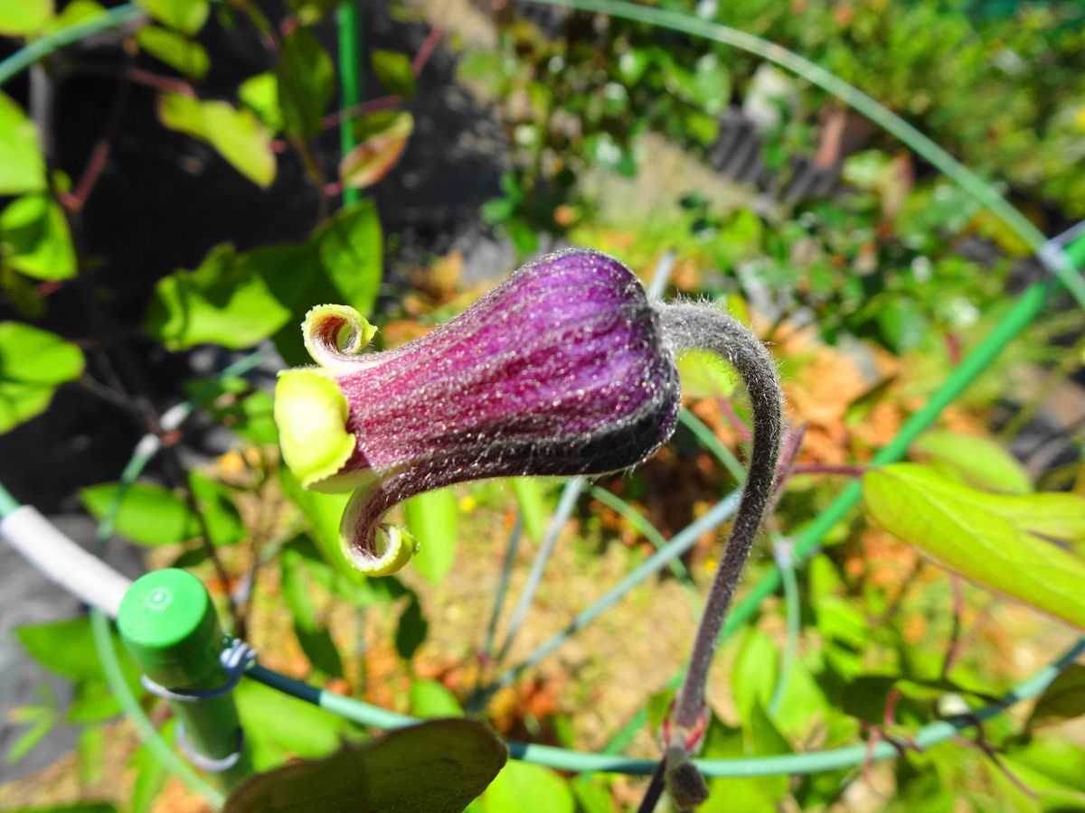 初開花