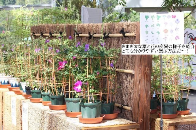 「変化朝顔展」新潟県立植物園