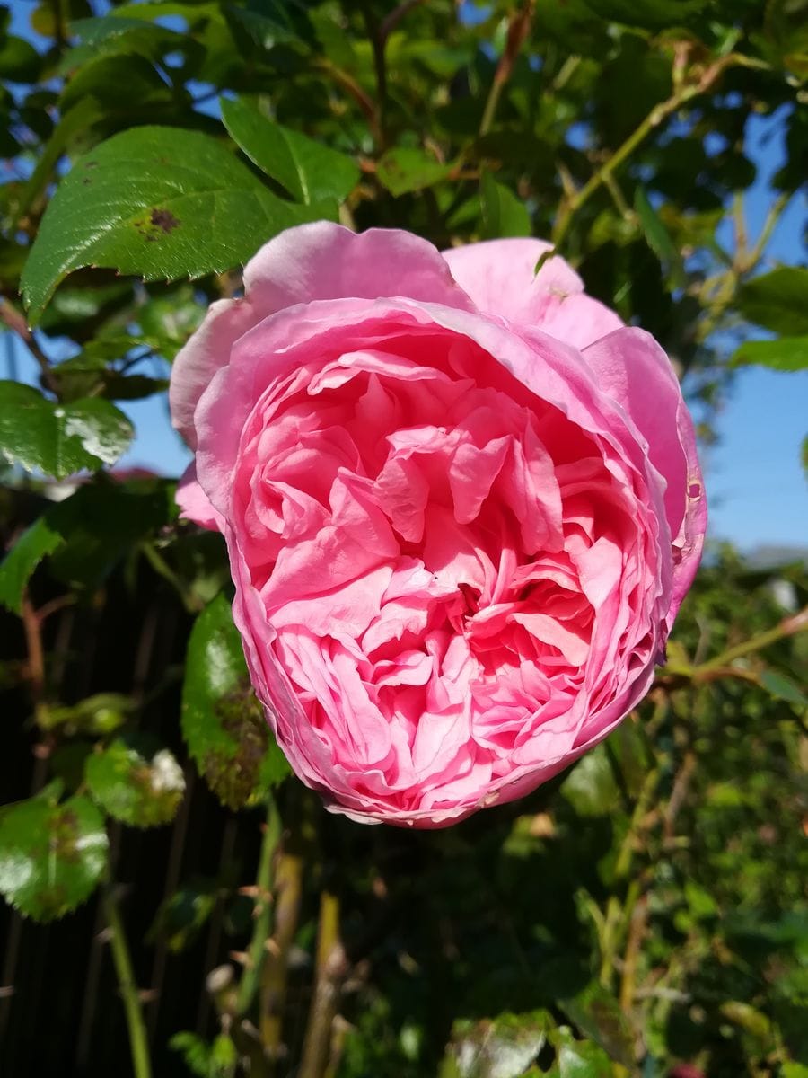 今日の薔薇