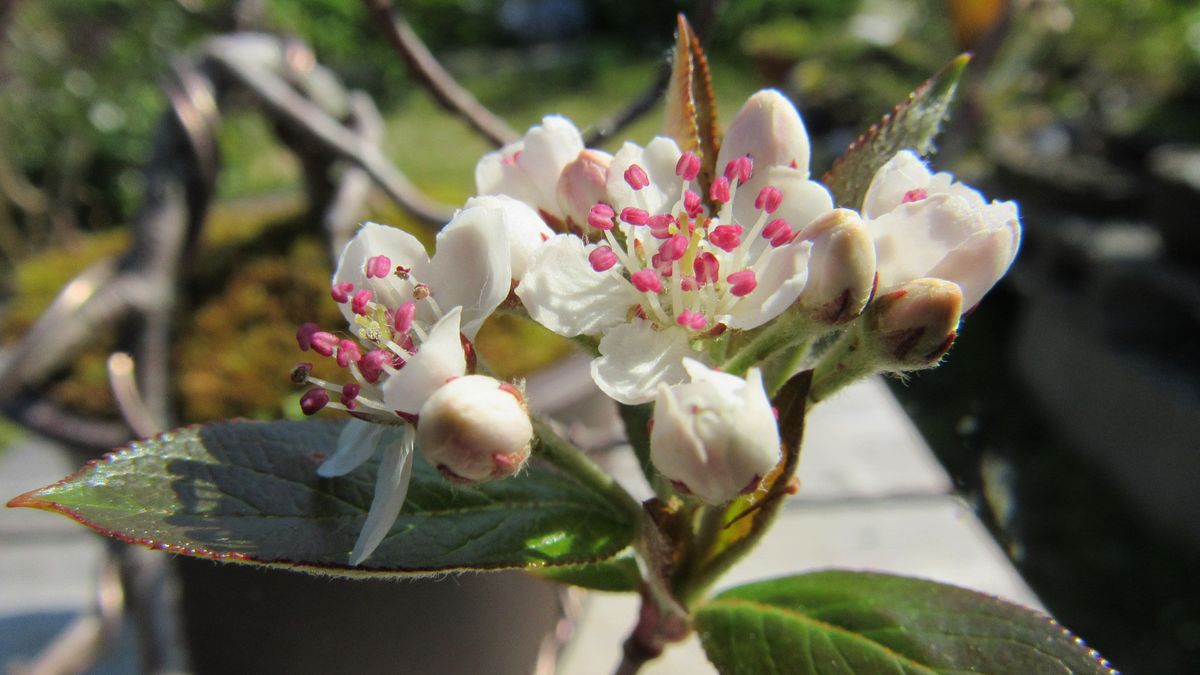 実モノ盆栽「カマツカ」の花