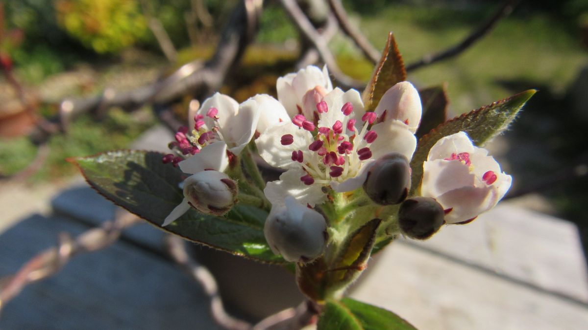 実モノ盆栽「カマツカ」の花