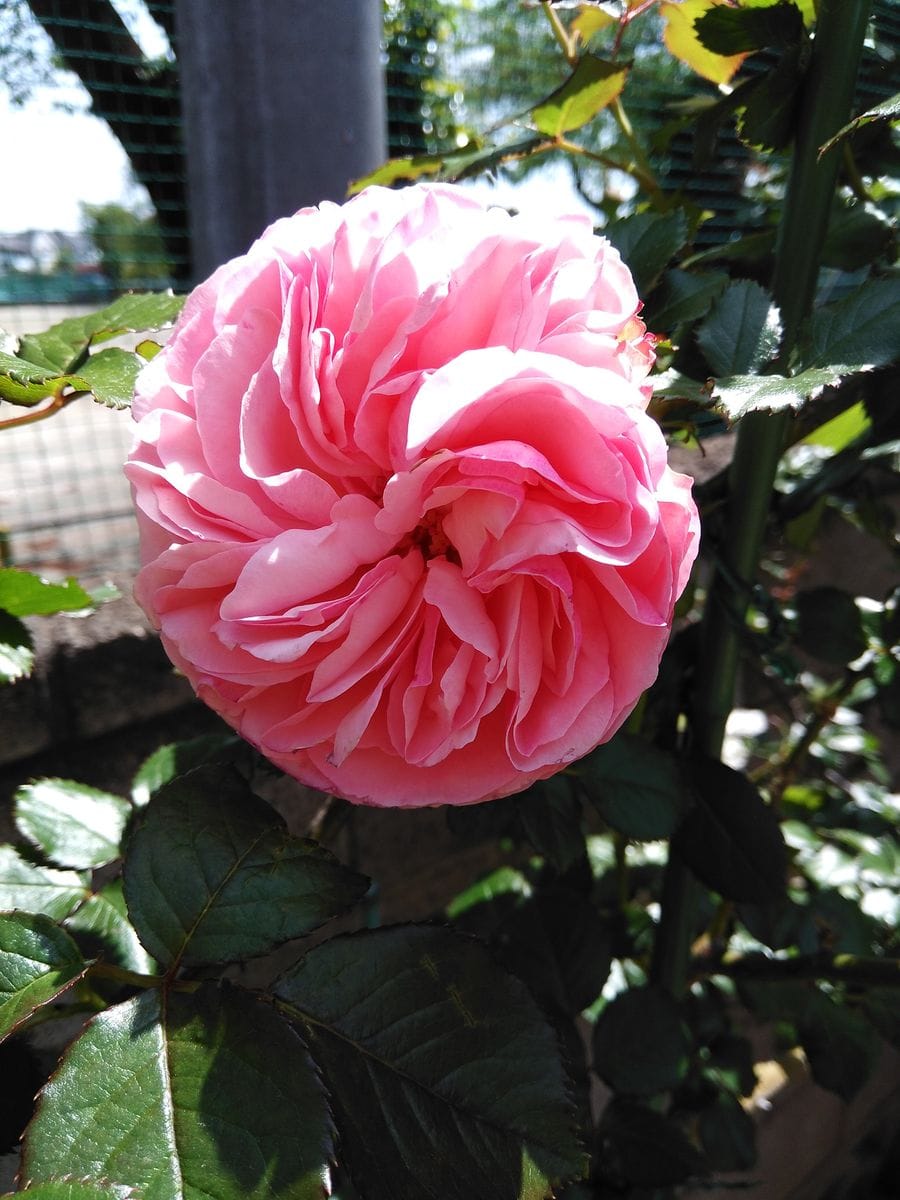 開花したピエールドロンサールと名無しの薔薇の蕾。