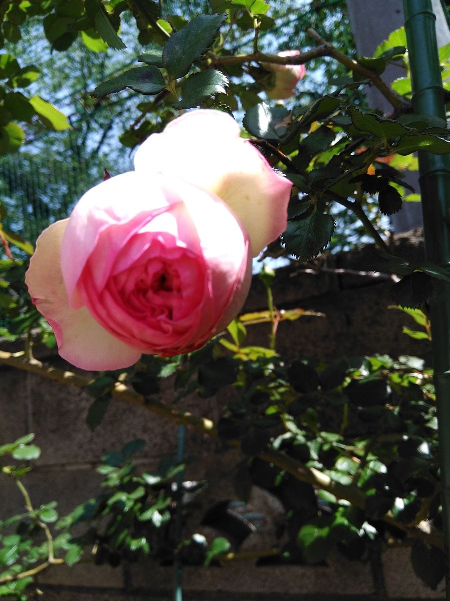 開花したピエールドロンサールと名無しの薔薇の蕾。