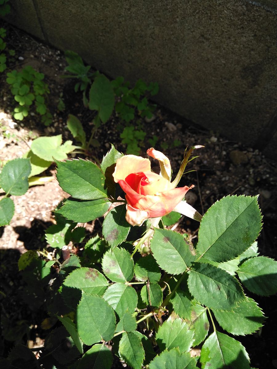 開花したピエールドロンサールと名無しの薔薇の蕾。