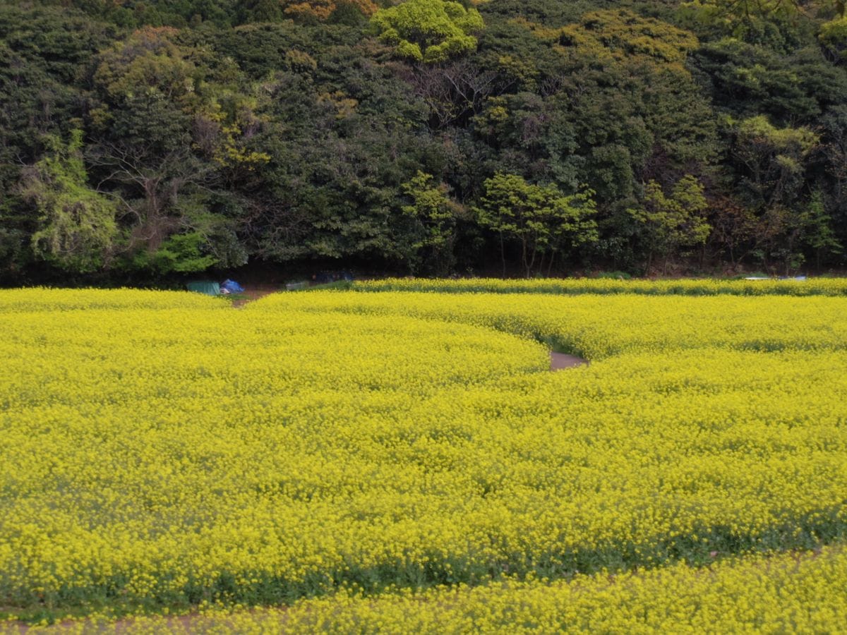 やや遅咲きの菜の花