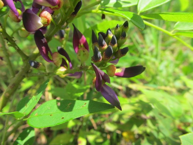 これは何の植物？