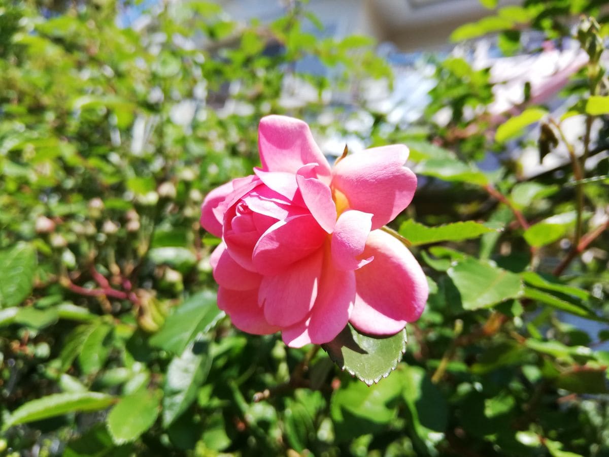 薔薇がやっとね🌹