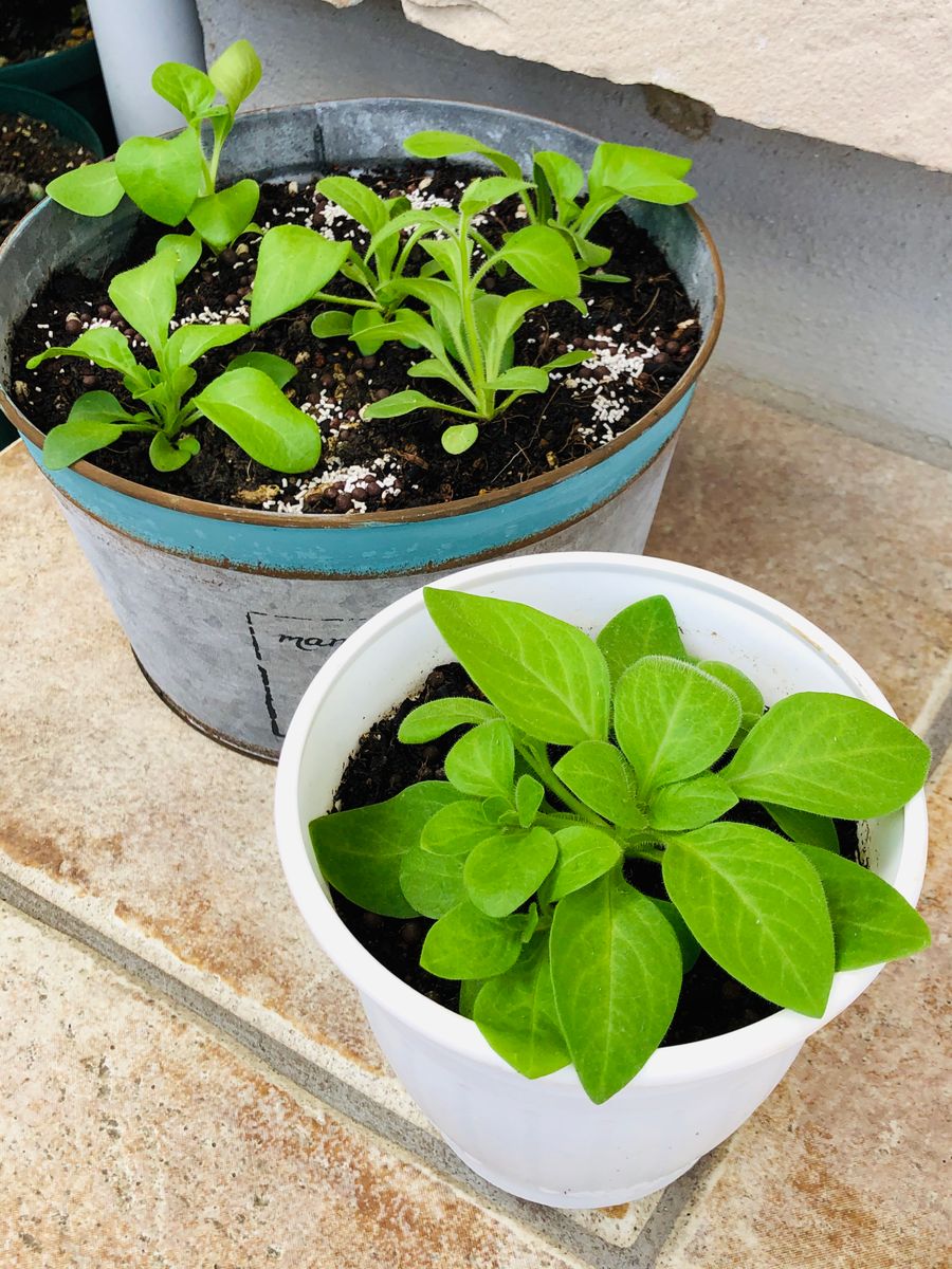 バカラiQの定植・植え付け編🎵