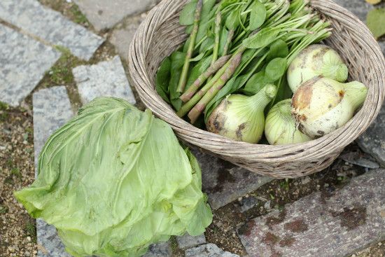 夏野菜を植えました