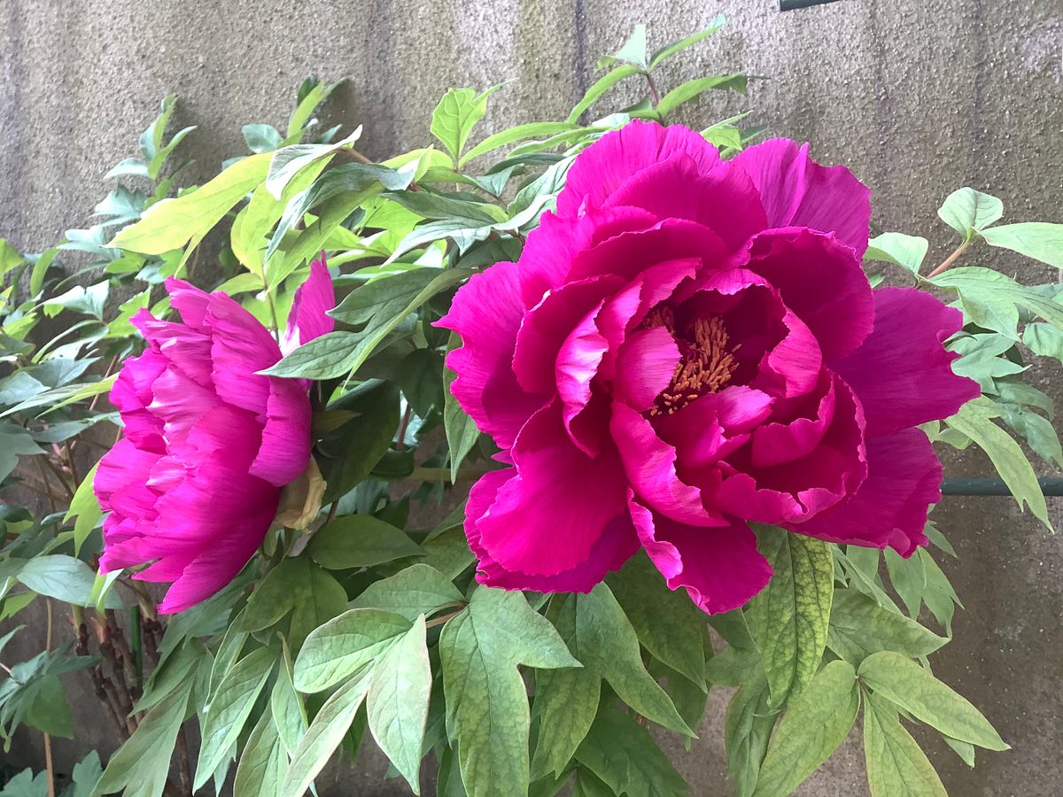 今日の花便り🌸