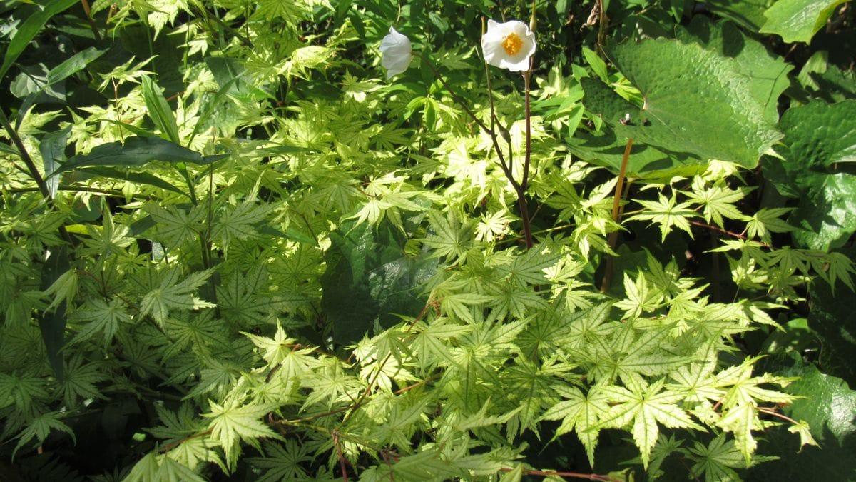 裏庭の白雪芥子と鴫立沢もみじ