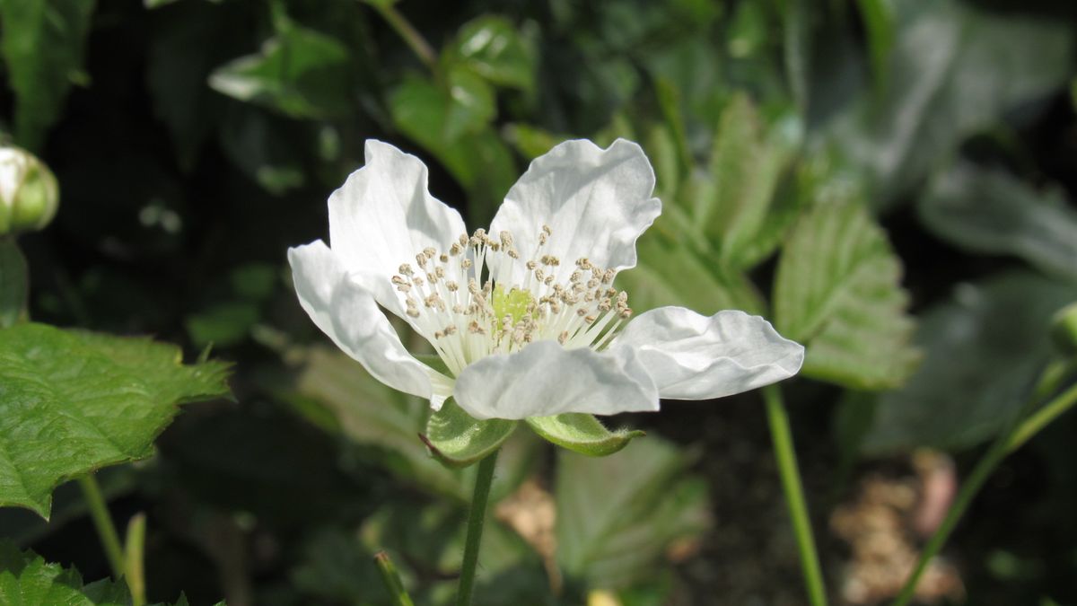 ブラックベリー 一番花