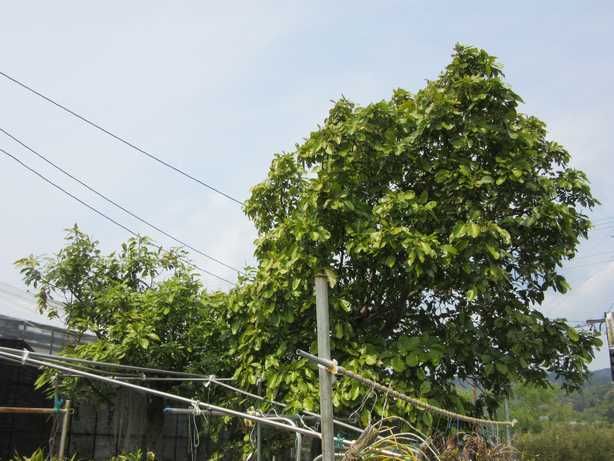 アボカドの開花