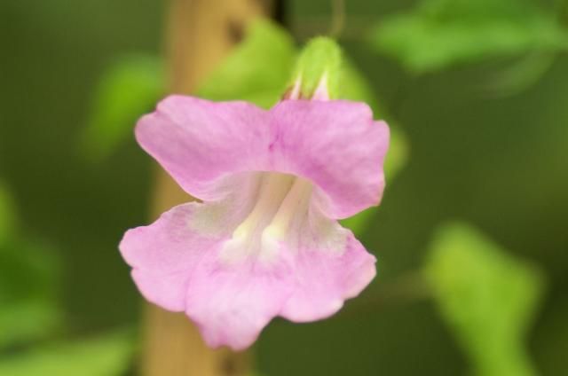 今朝の花は綺麗です