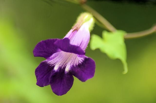 今朝の花は綺麗です