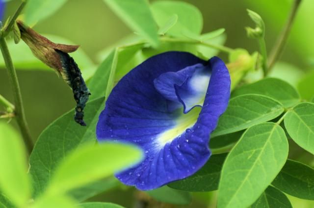 今朝の花は綺麗です