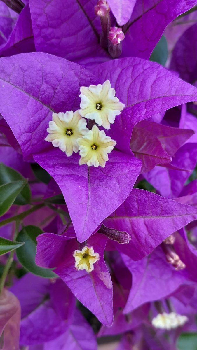 ふくおかルーバルガーデン2～春の🌸🌿庭たより…彩りの花をカットした南の庭、落ち着きを取り戻して🍀