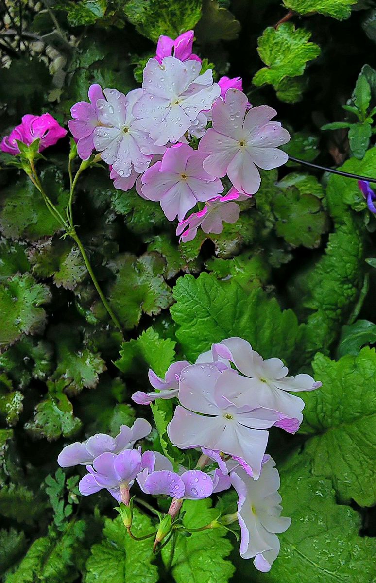 桜草🌸銀嶺