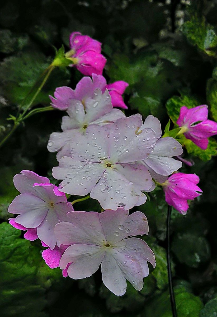 桜草🌸銀嶺