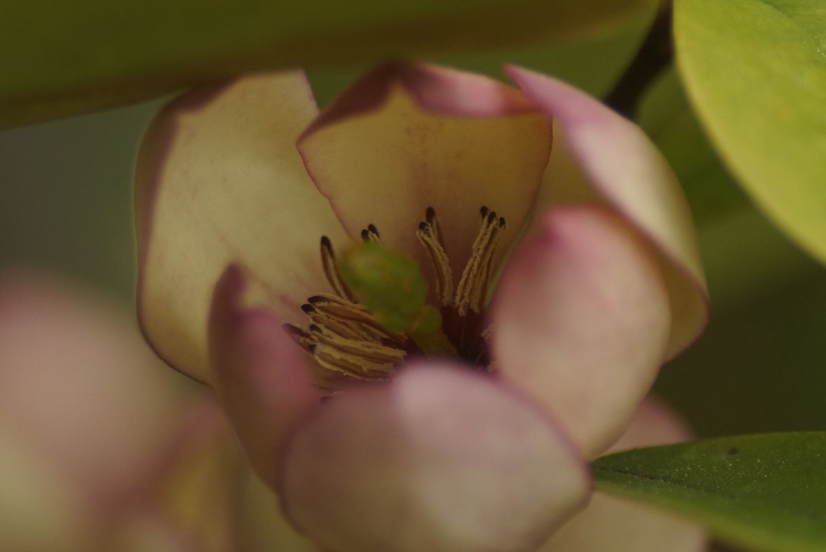 こっとの庭（花木）