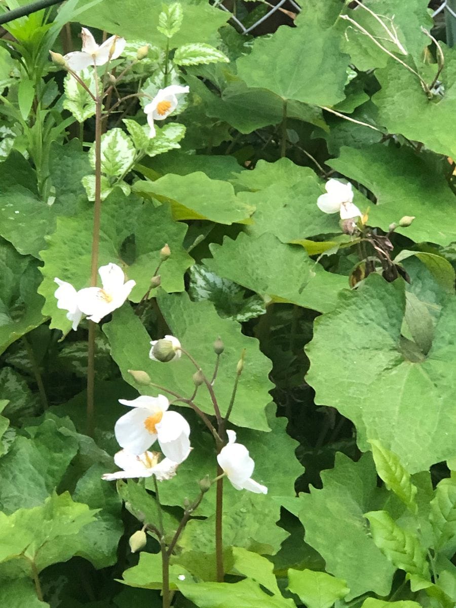 日本スズラン、白雪芥子