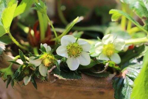 いちごの花