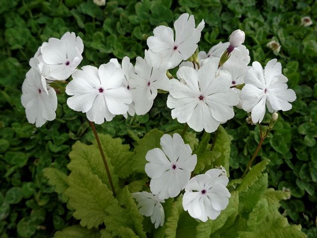 日本桜草