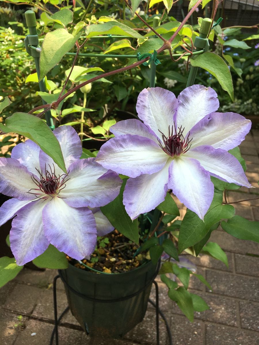 美佐世さん、初開花です