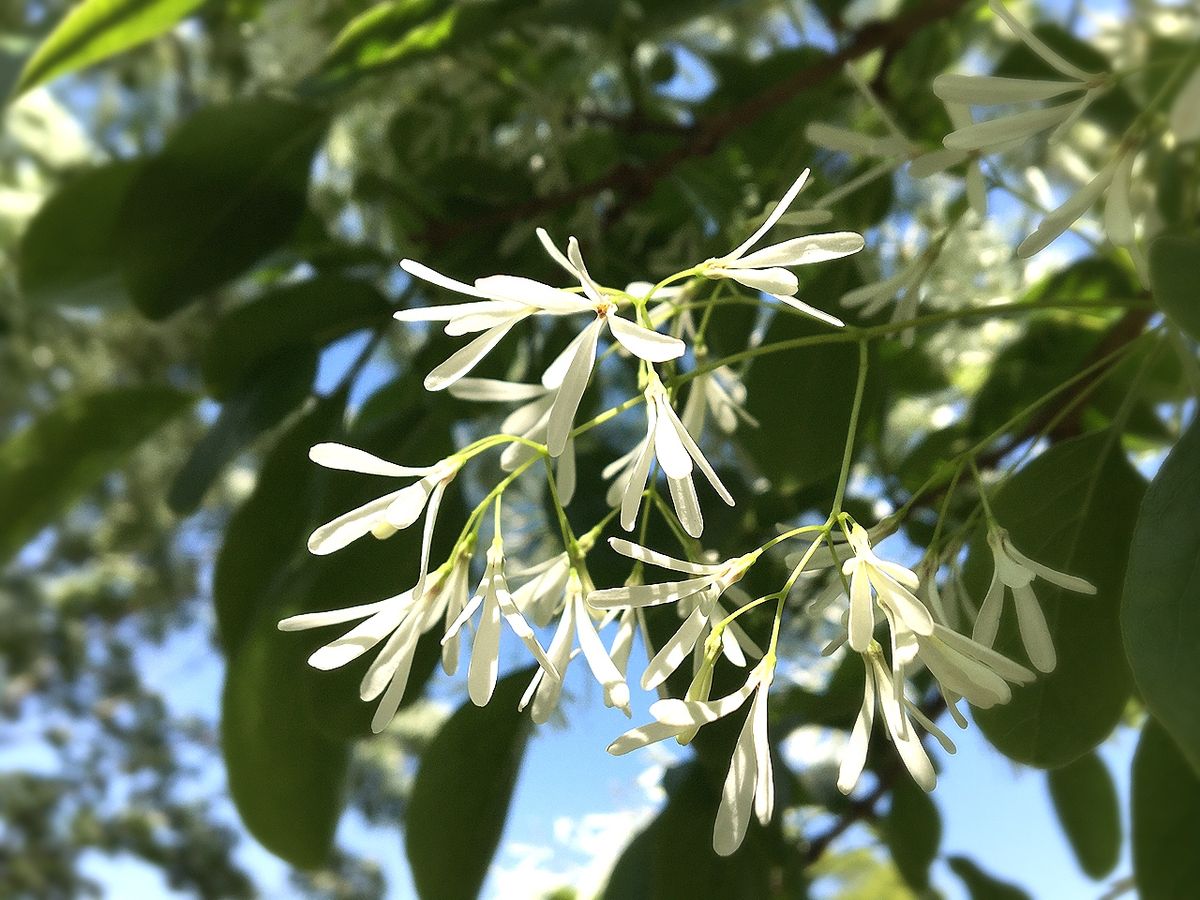 ナンジャモンジャの花