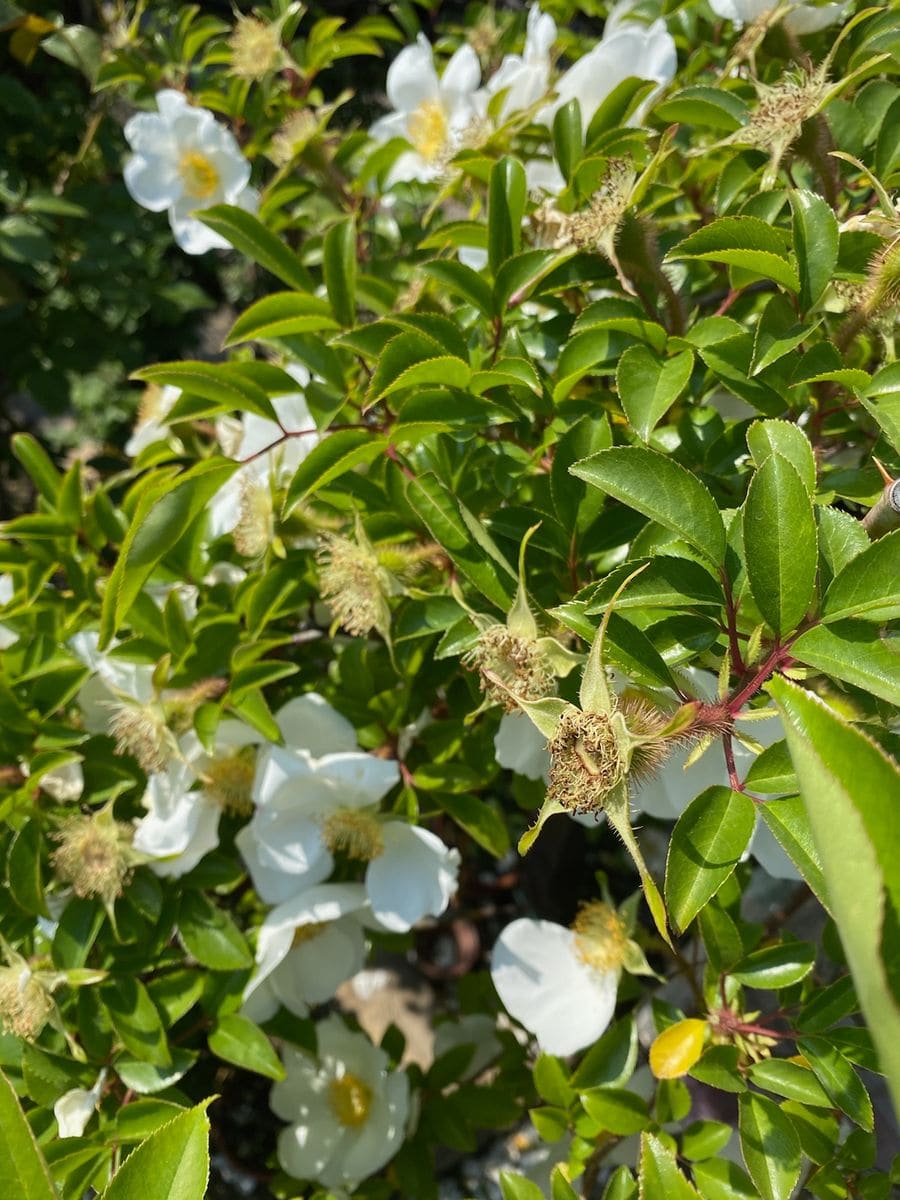 花殻摘み～高所編～