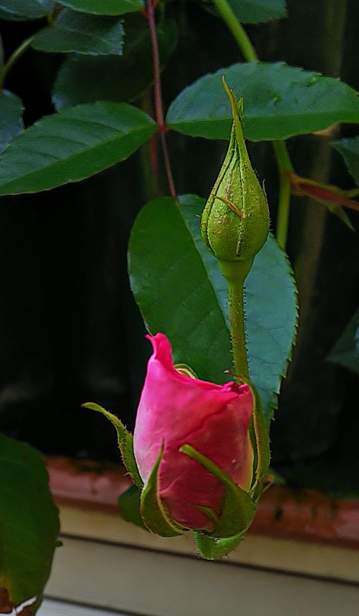 挿し木のバラ🌹の蕾