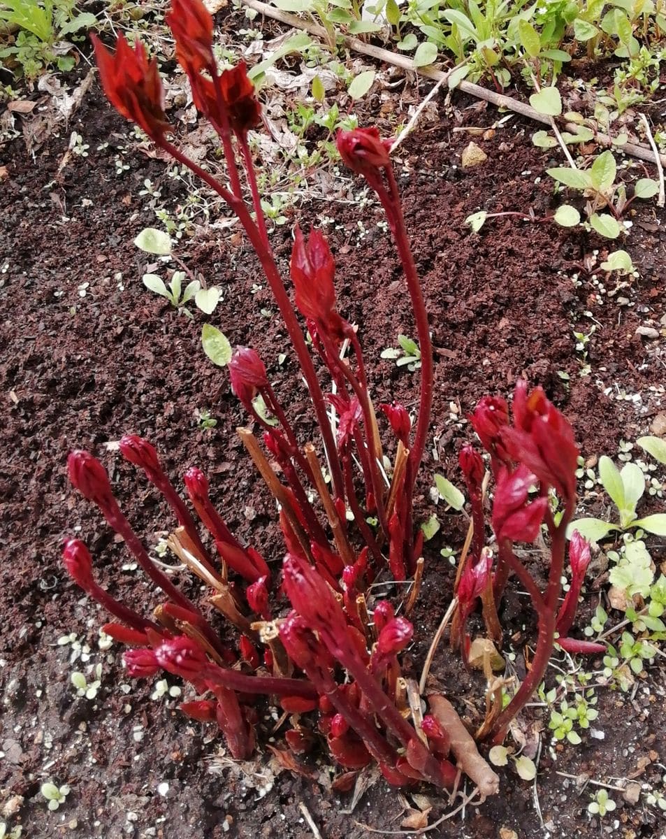 チンアナゴならぬ　芍薬