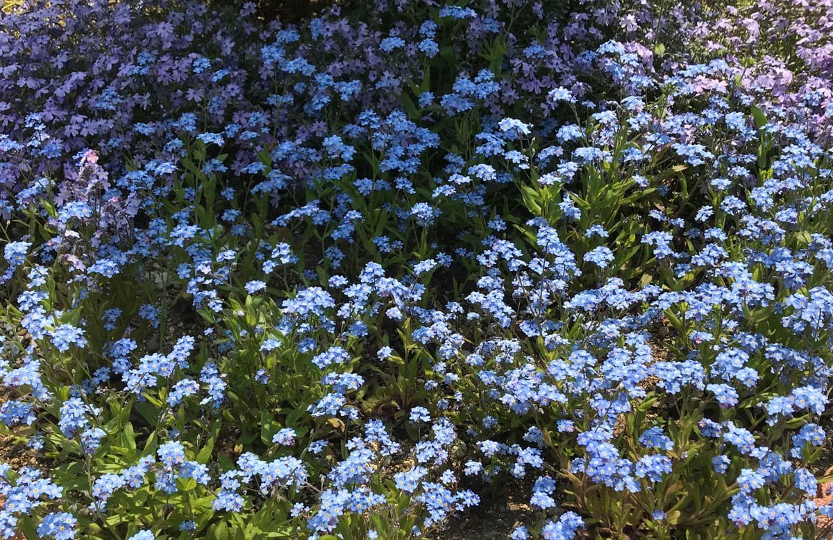 ワスレナグサと芝桜