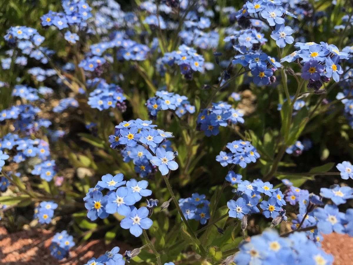 ワスレナグサと芝桜