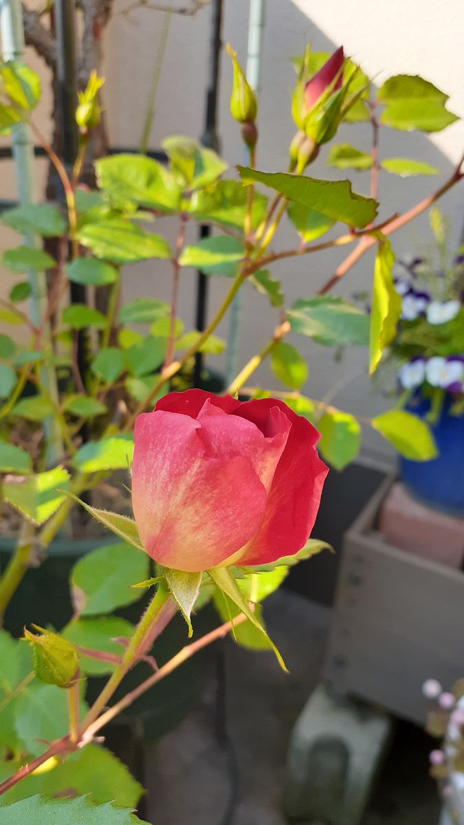 ふくおかルーバルガーデン2～春の🌸🌿庭たより…🎏鯉のぼりを余り見かけない寂しい５月になりました。