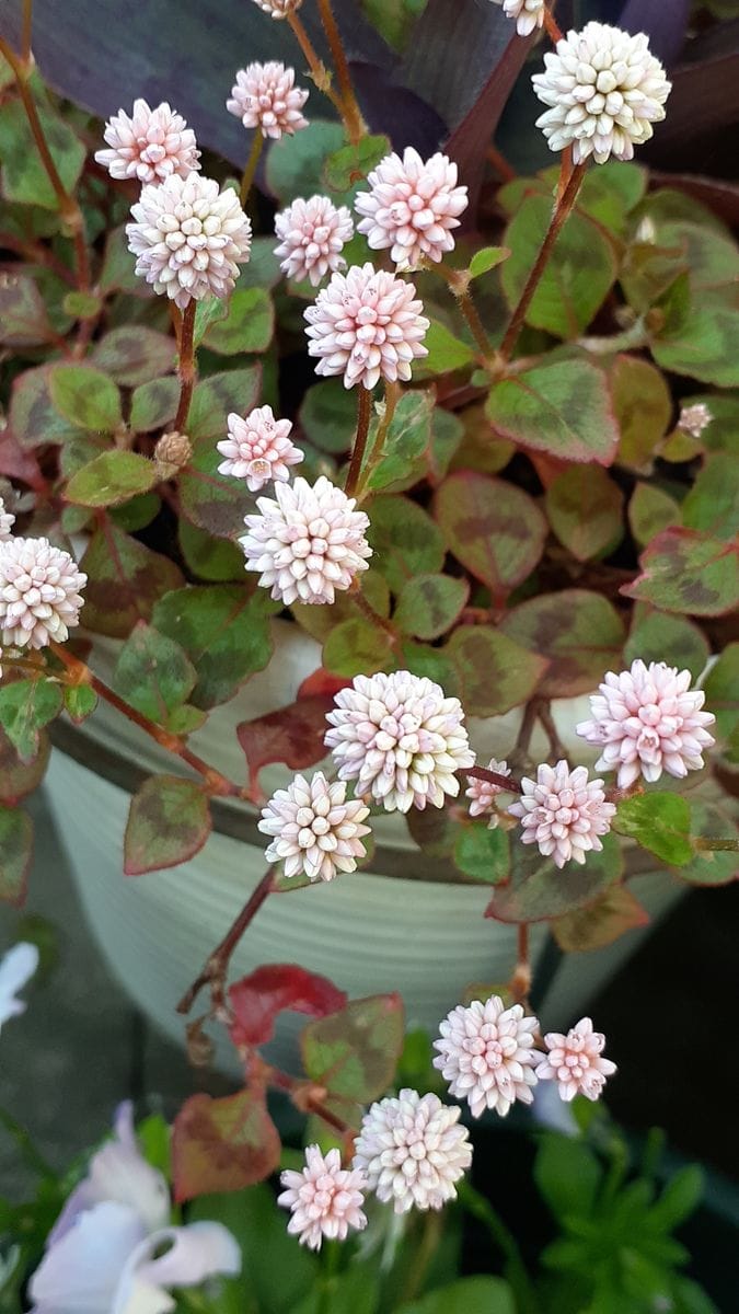 ふくおかルーバルガーデン2～春の🌸🌿庭たより…🎏鯉のぼりを余り見かけない寂しい５月になりました。