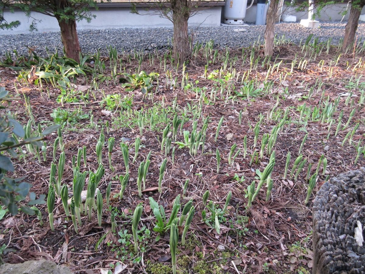 今年の我が家の隠れた自慢です