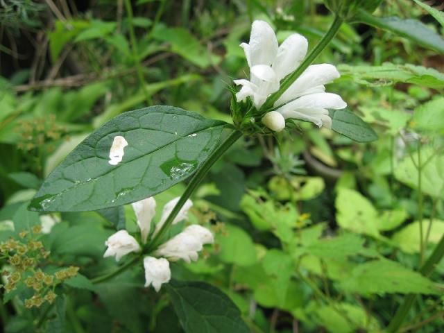 山野草もチラホラ