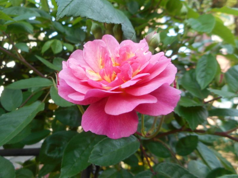 今日の薔薇💕