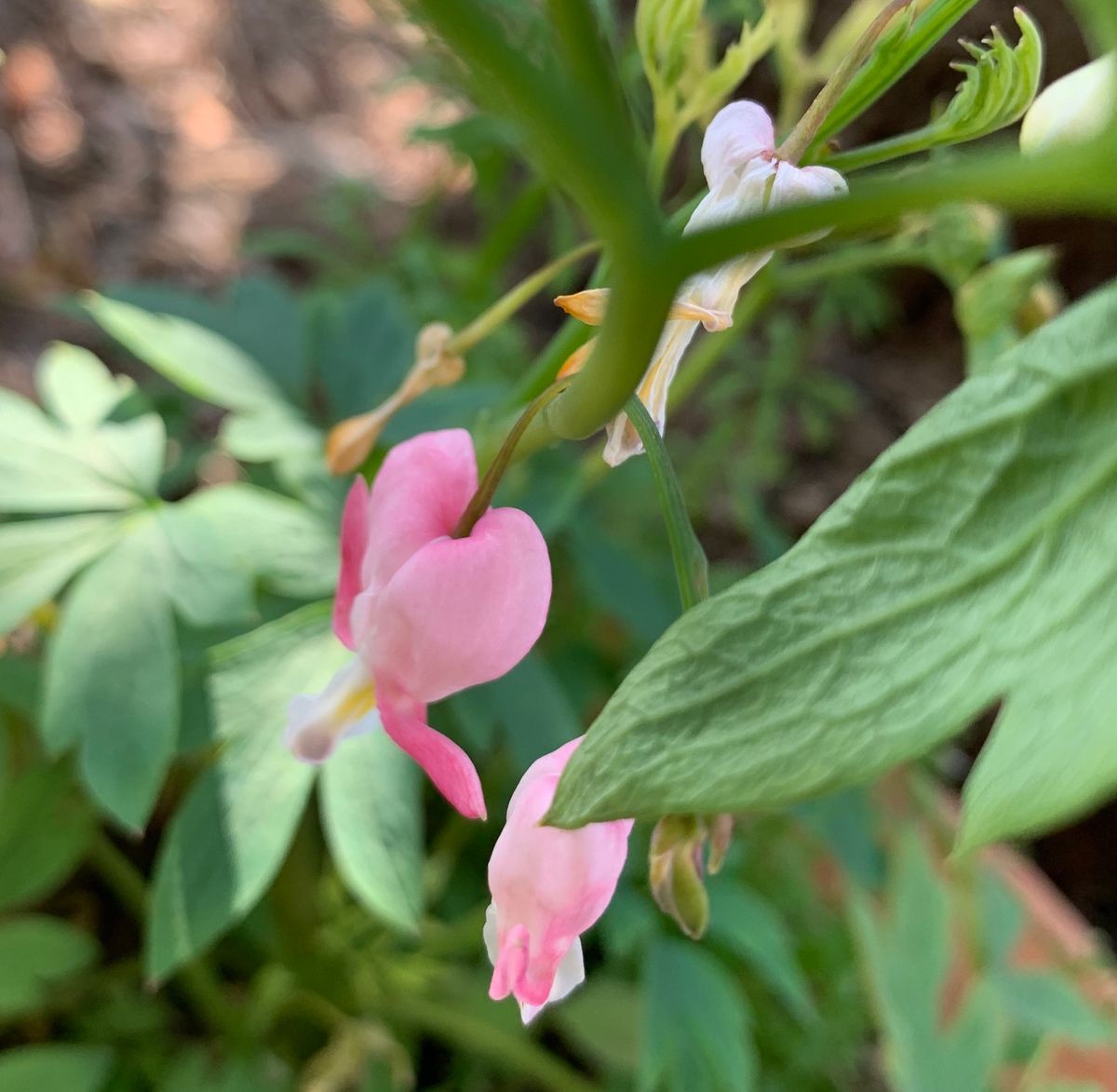 今日の花 ２