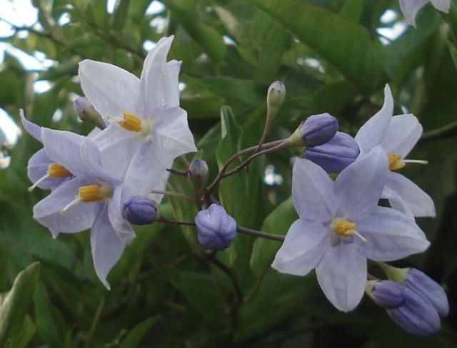 教えて、この花なあに。今朝の花・蔓編