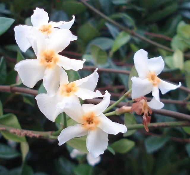 教えて、この花なあに。今朝の花・蔓編