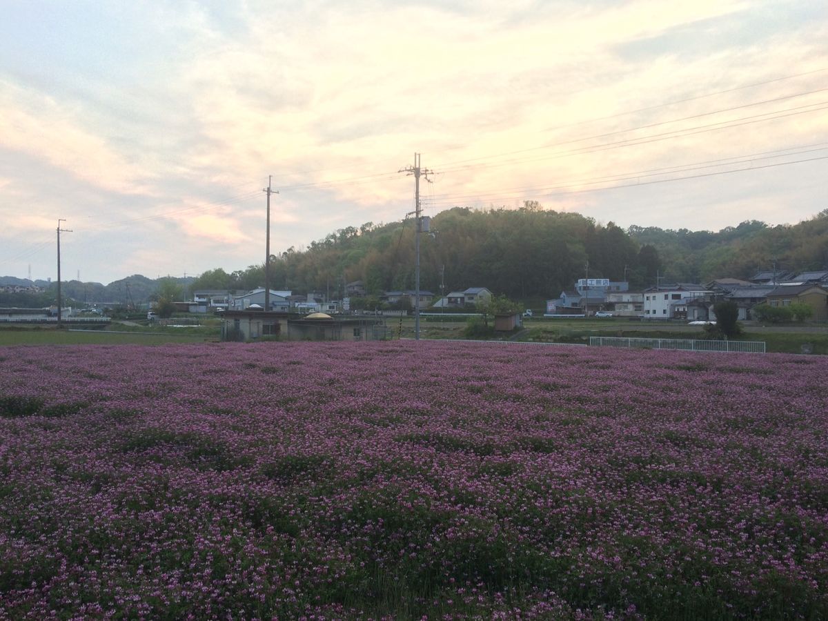 夕方のレンゲ畑