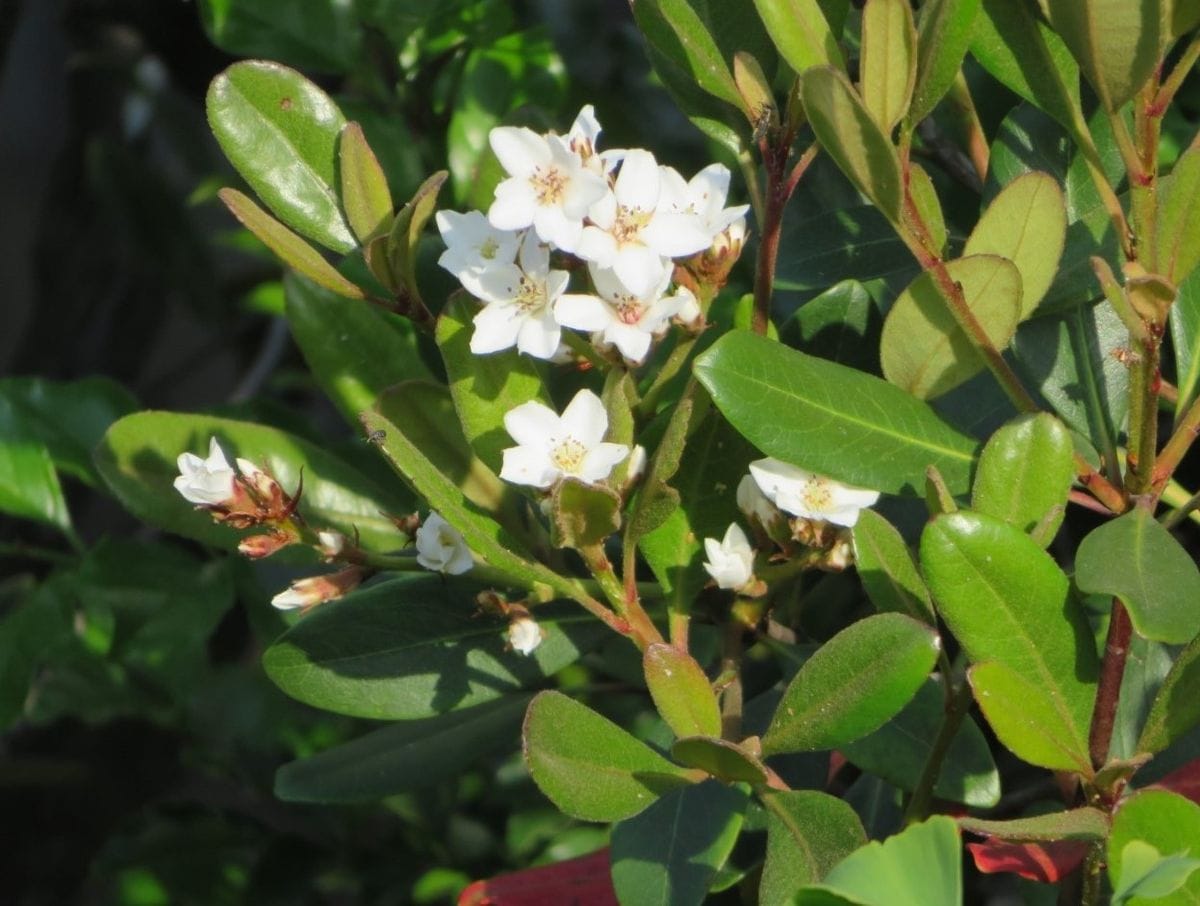 シャリンバイの木とバラパレードの花