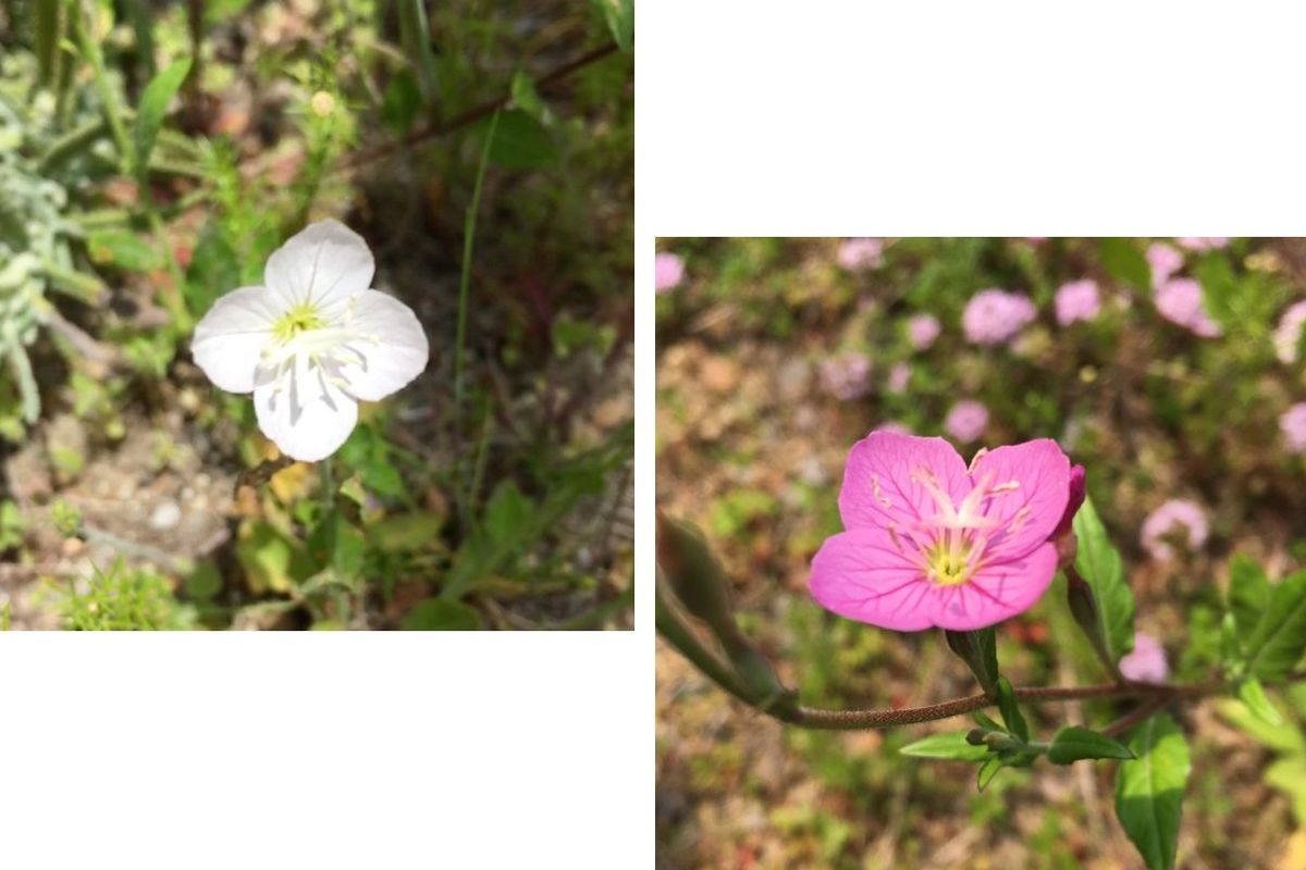 野草とは