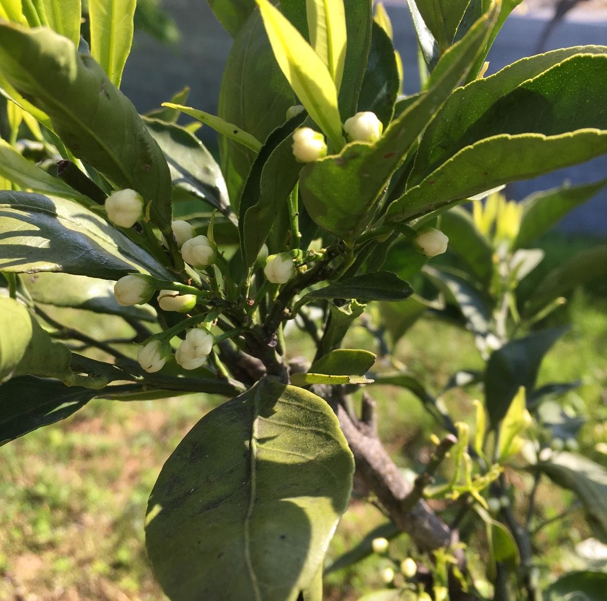 野草とは