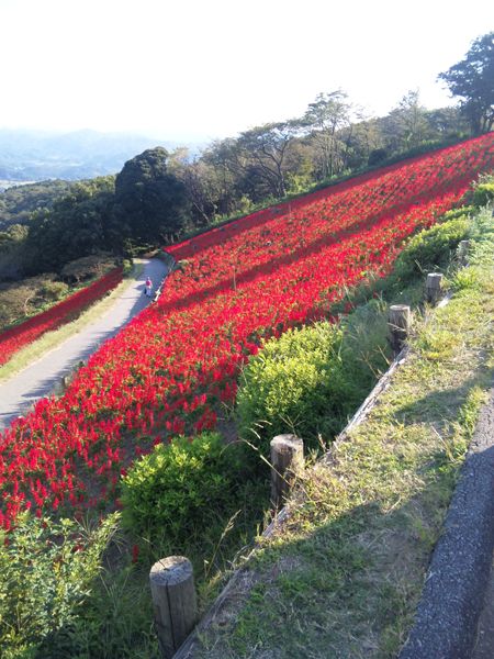 きれいなサルビアにびっくり！