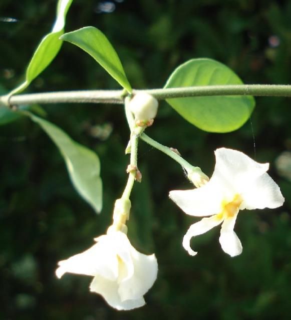 教えて、この花なあに