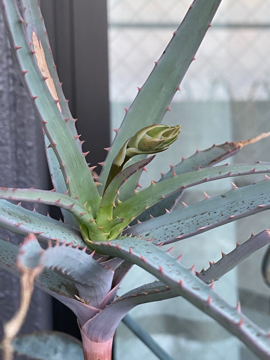 多肉植物の花芽