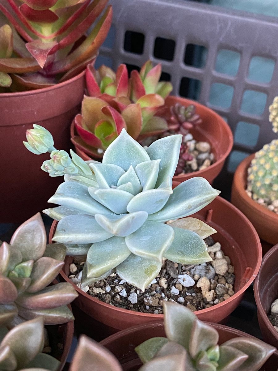 多肉植物の花芽